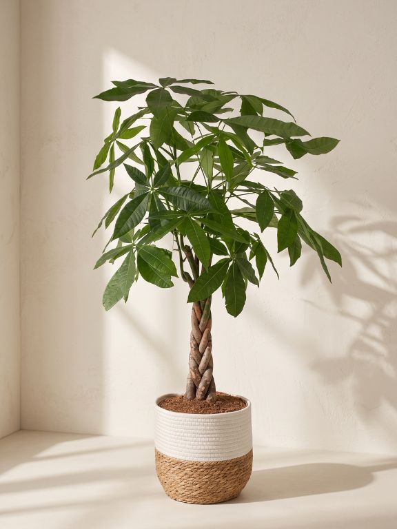 10 INCH PACHIRA PLANT IN DECO BASKET